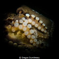 Nursery. Coconut octopus laying eggs. Canon g12, Inon s20... by Dragos Dumitrescu 